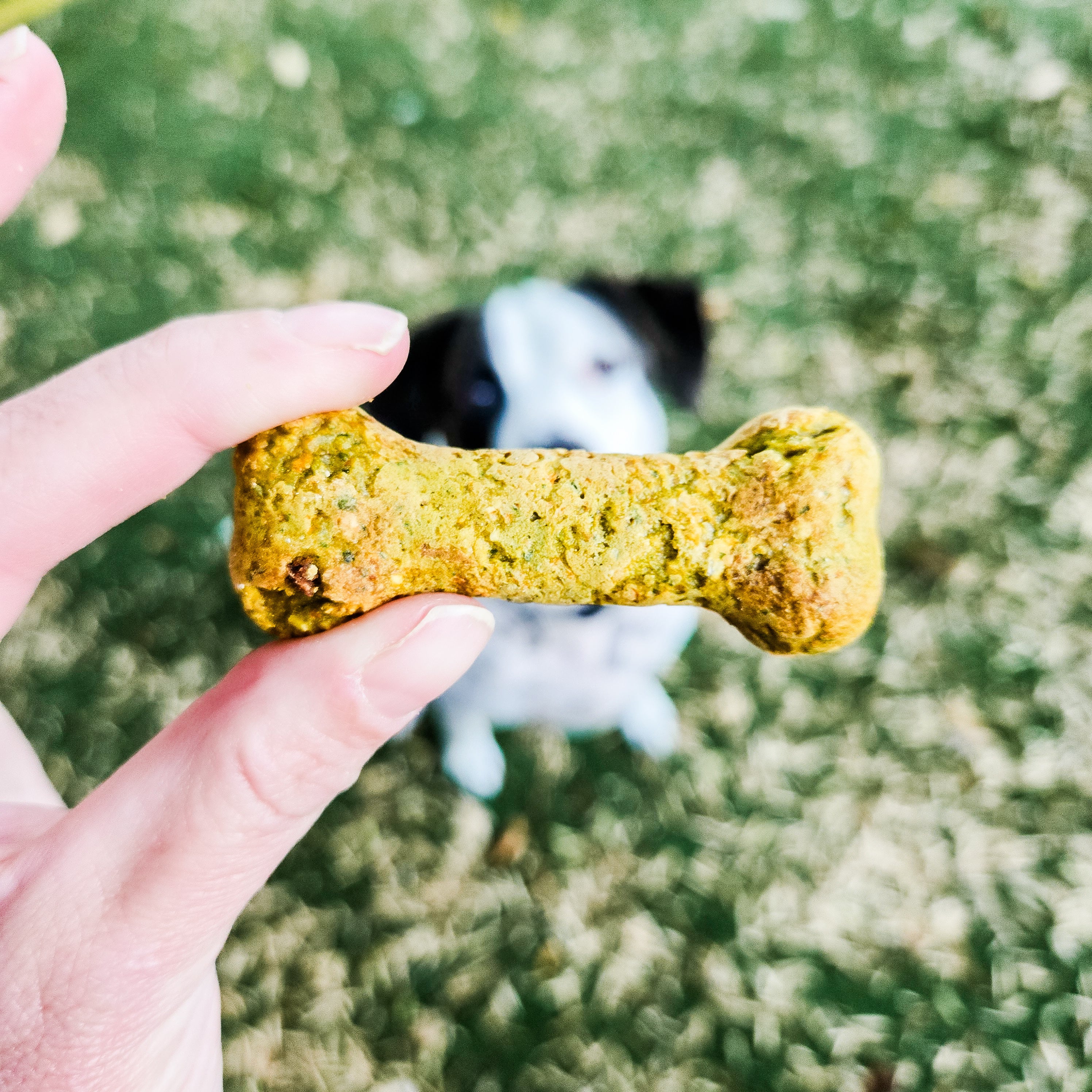 Billie's Bones- Pumpkin, Carrot, Spinach