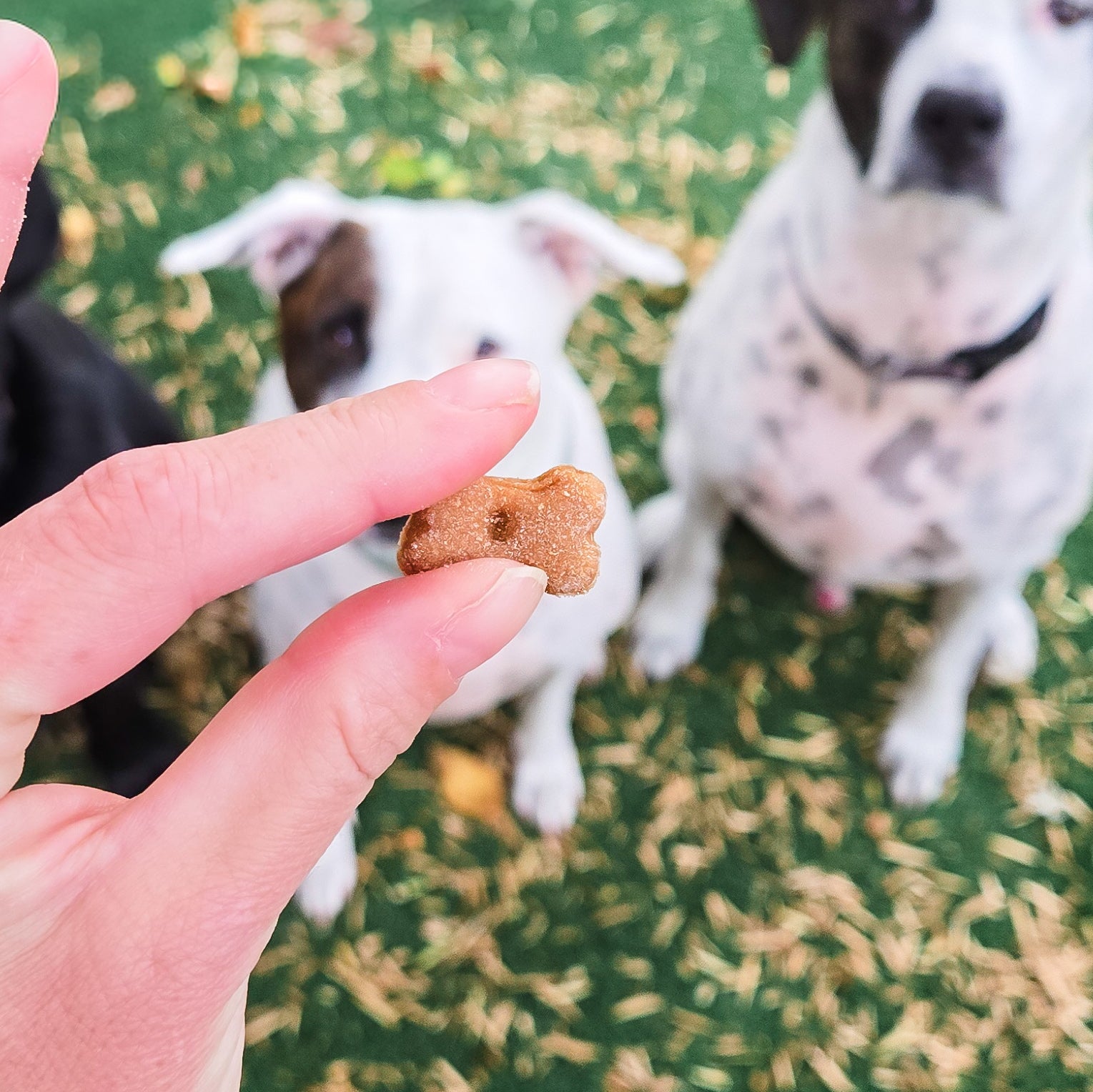 Billie's Bones- Sweet Potato Training Treats