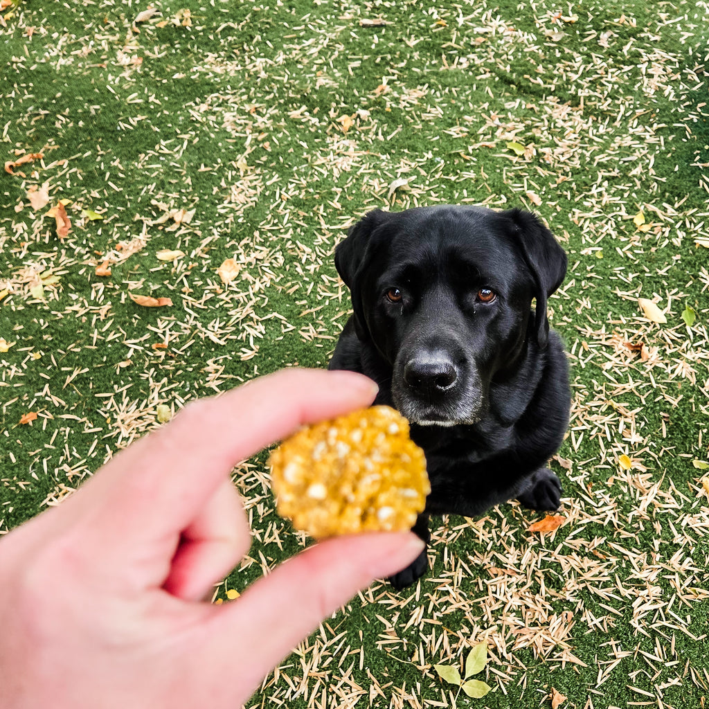 Waylon's Wafers- Pumpkin, Oat, Peanut Butter