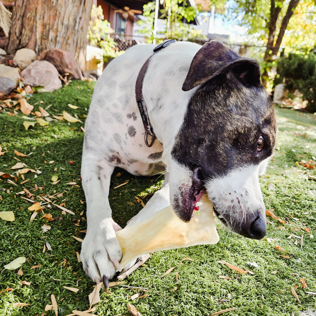 Ringo's Rawhides- Grass Feed Beef