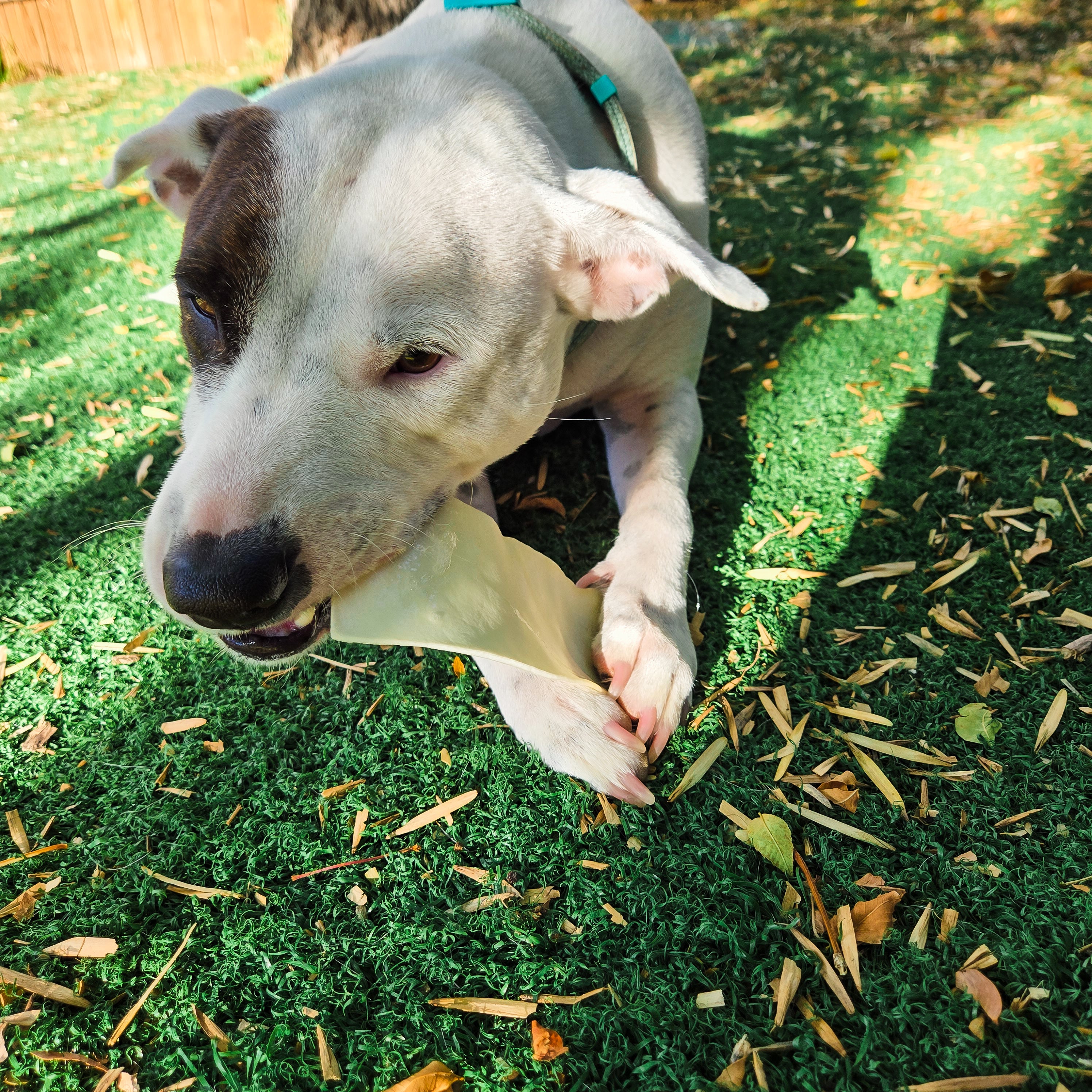 Ringo's Rawhides- Grass Feed Beef