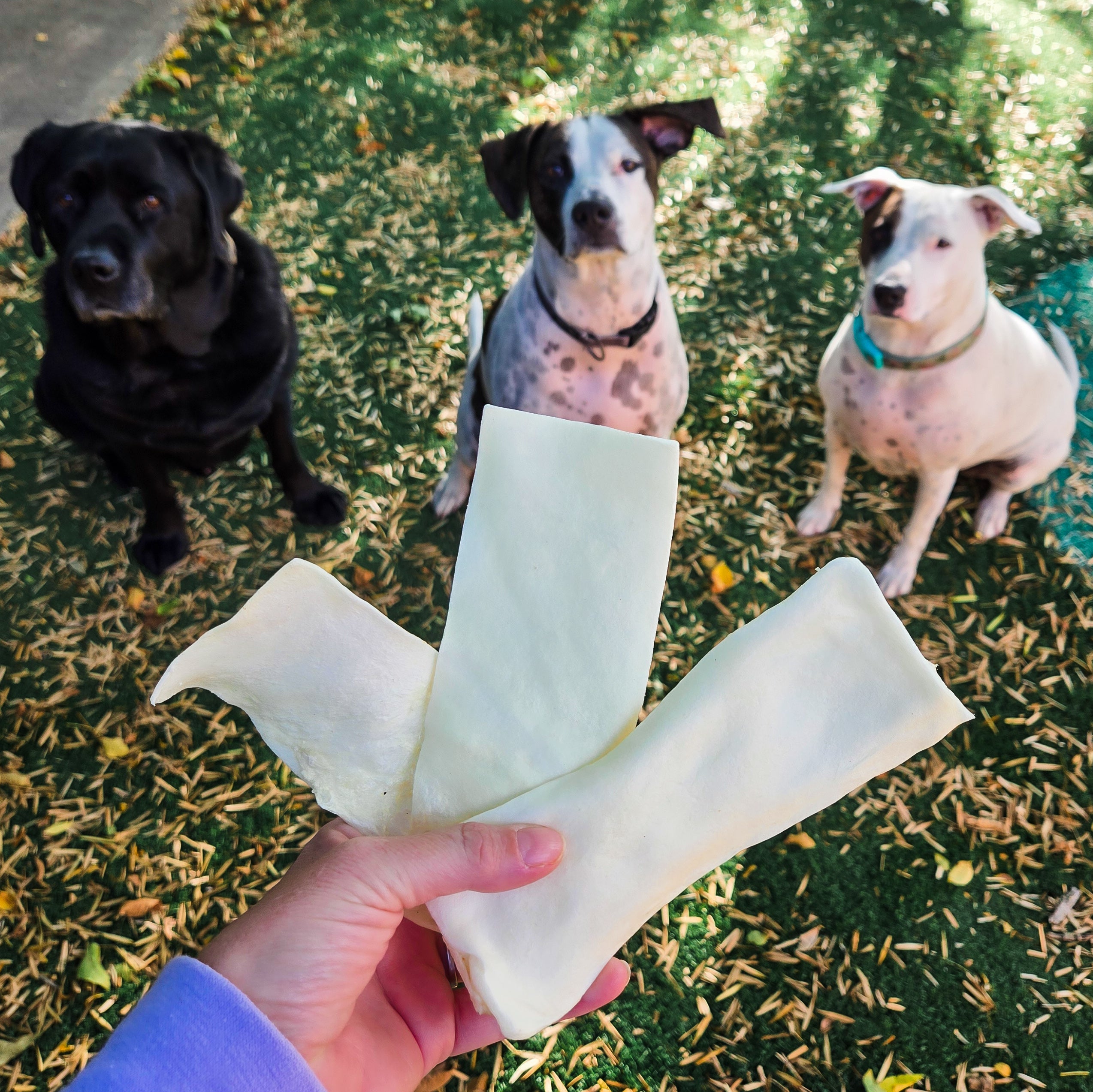 Ringo's Rawhides- Grass Feed Beef