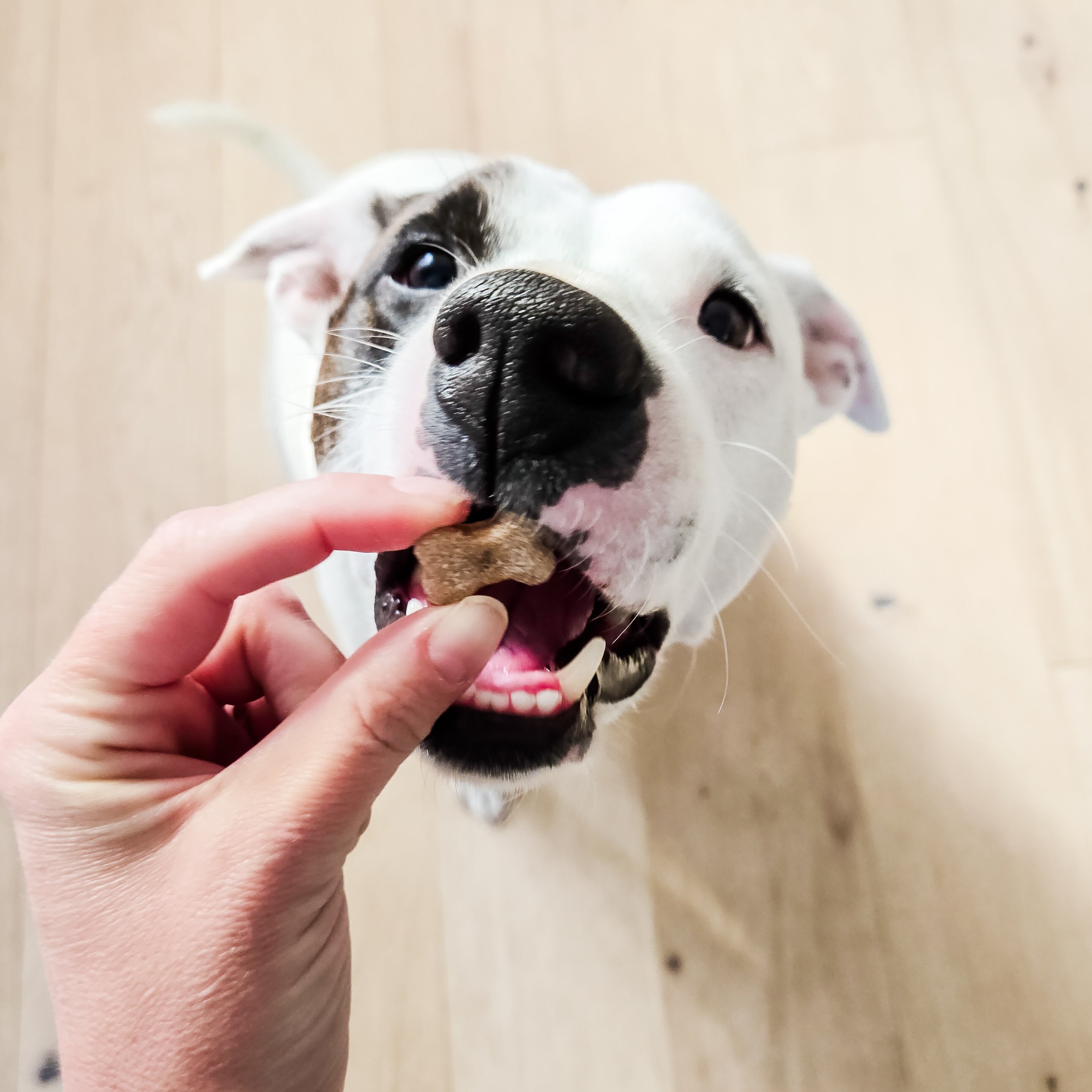 Billie's Bones- Sweet Potato Training Treats